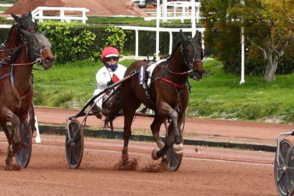 Photo de KANSAS DE CASTELLE cheval de TROT ATTELE