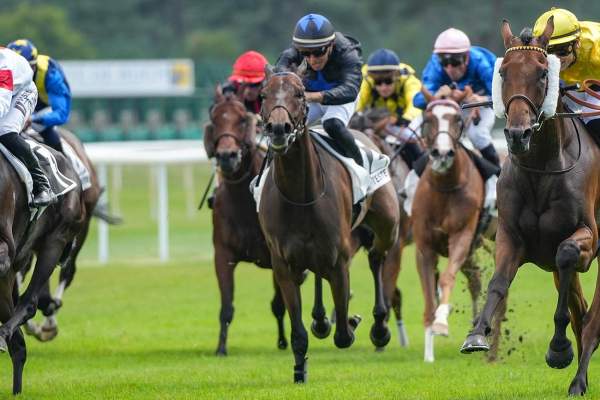 Photo de ZOKOA cheval de PLAT