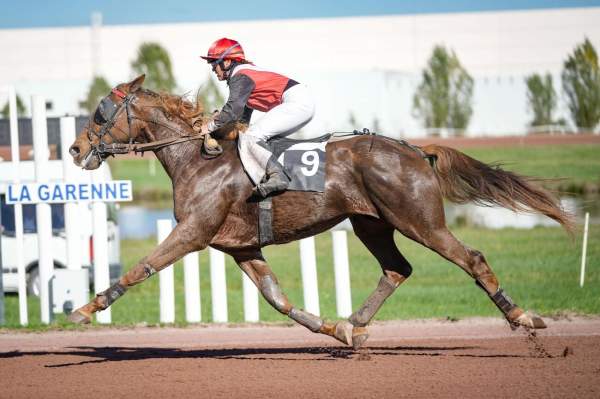 Photo de HERMES ANGEL cheval de TROT MONTE