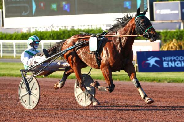 Photo de MAGNUM cheval de TROT ATTELE
