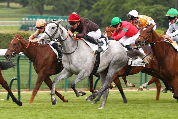 Photo de BOBROVKHA cheval de PLAT