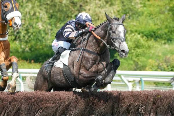 Photo de ILLAHO cheval de STEEPLE CHASE