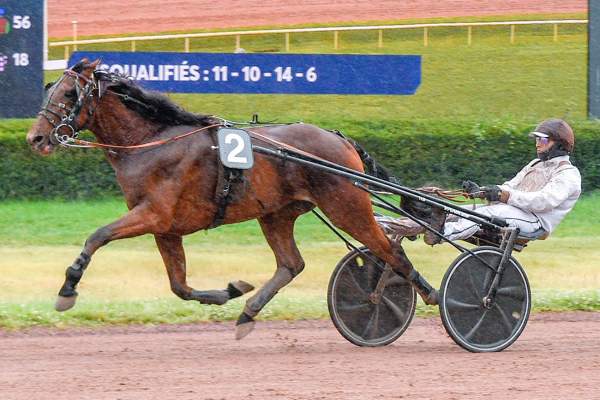 Photo de MARC AURELE cheval de TROT ATTELE