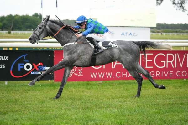 Photo de LAVANDE DES OBEAUX cheval de HAIES