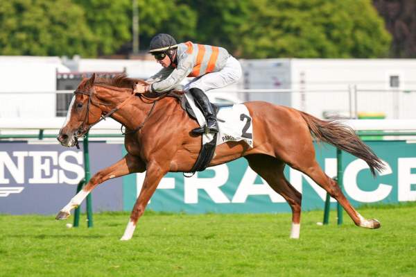 Photo de SHALOHA cheval de PLAT
