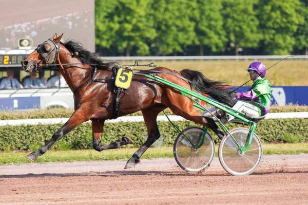 Photo de JALDO D'OCQUE cheval de TROT ATTELE