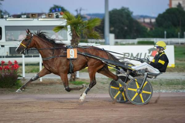 Photo de MANHATTAN EMGE cheval de TROT ATTELE