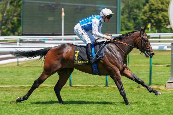 Photo de KENZEL cheval de PLAT