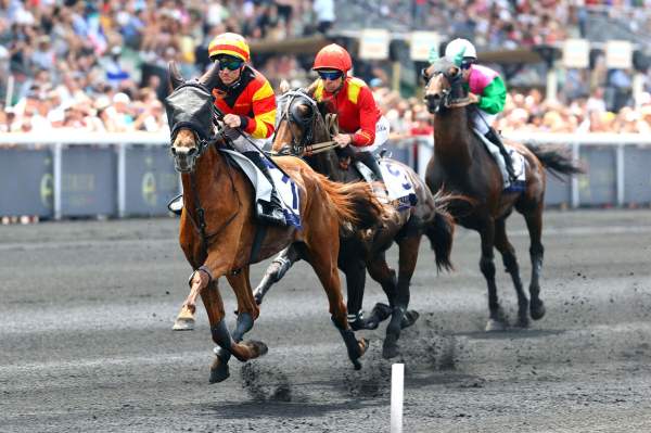 Photo de MYGIRL DES FORGES cheval de TROT ATTELE