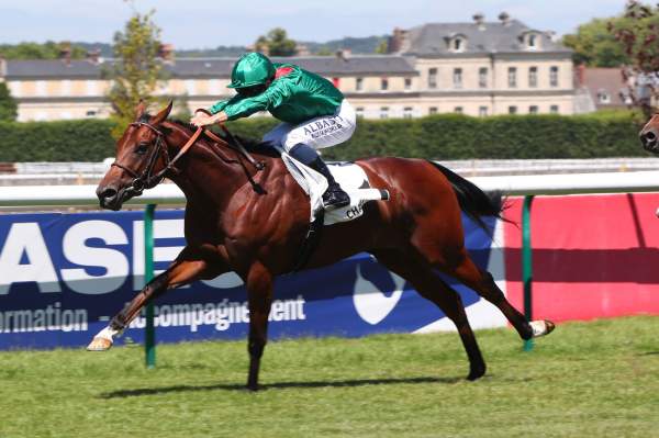 Photo de SYNARAN cheval de PLAT