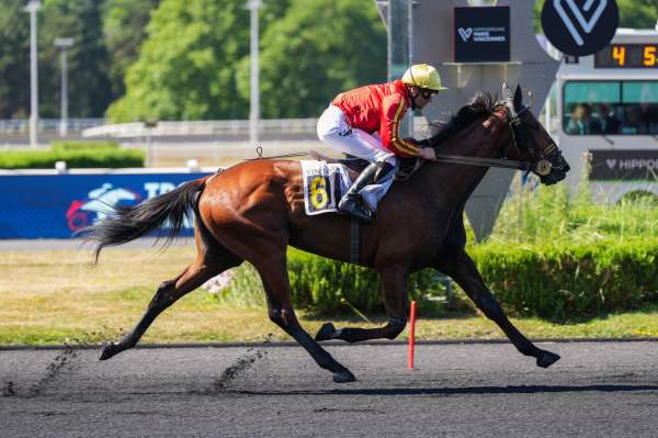 Photo de KHEOPS TURGOT cheval de TROT MONTE