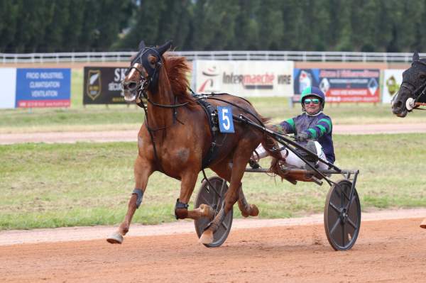 Photo de LILI MARLEEN cheval de TROT ATTELE