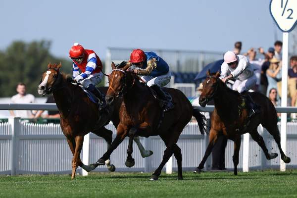 Photo de HAATEM cheval de PLAT