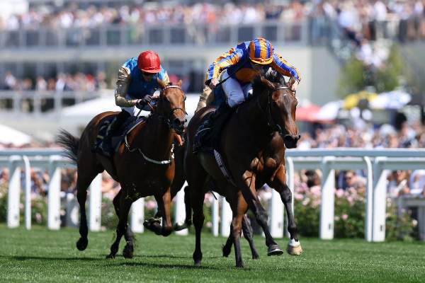 Photo de TRUE LOVE cheval de PLAT