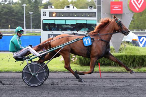 Photo de ICONOCLASTE ERABLE cheval de TROT ATTELE