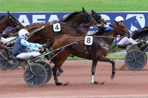 Photo de LUCKY BOY VERTRAC cheval de TROT ATTELE