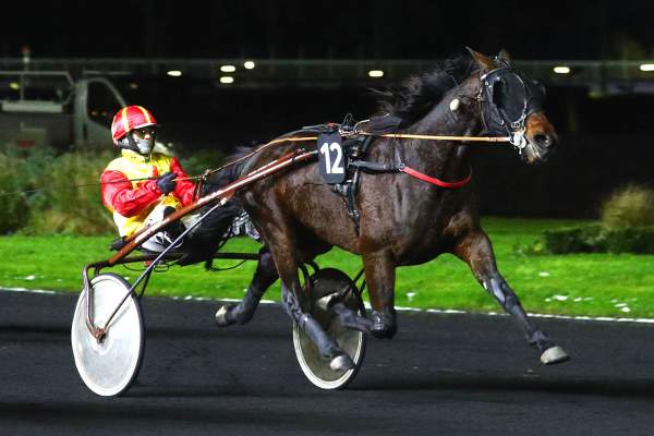 Photo de JUST D'ACADIE cheval de TROT ATTELE