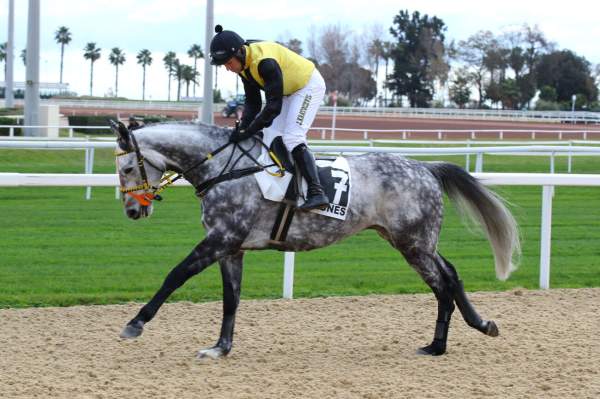 Photo de LE PETIT NICE cheval de STEEPLE CHASE