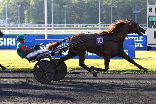 Photo de MAESTRO DE L'AUMOY cheval de TROT ATTELE