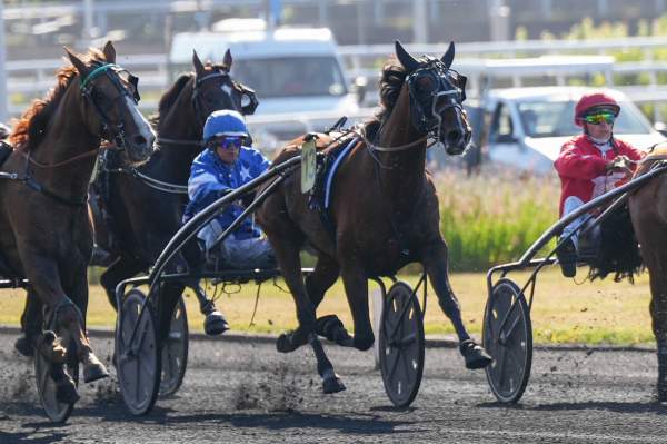Photo de LIMO DE MER cheval de TROT ATTELE