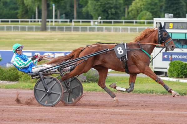Photo de MACHIAVEL BOURBON cheval de TROT ATTELE