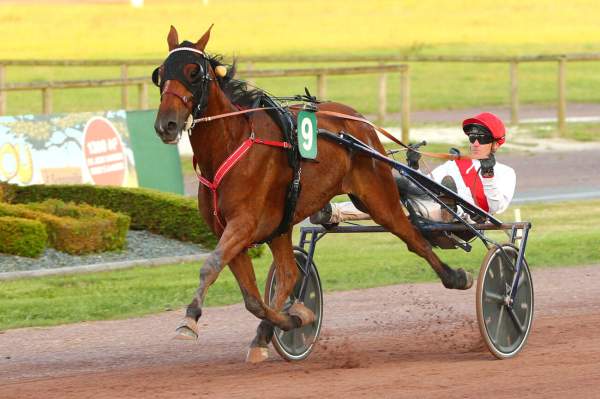 Photo de KOPA VRIE cheval de TROT ATTELE
