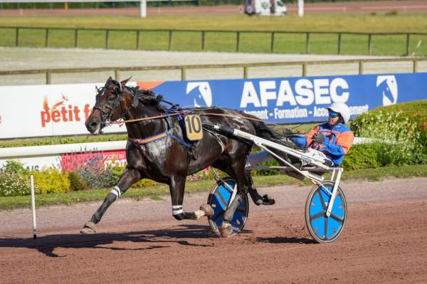 Photo de COSTELLO O.E. cheval de TROT ATTELE