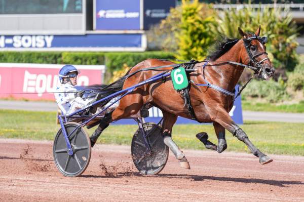 Photo de GO ON BOY cheval de TROT ATTELE