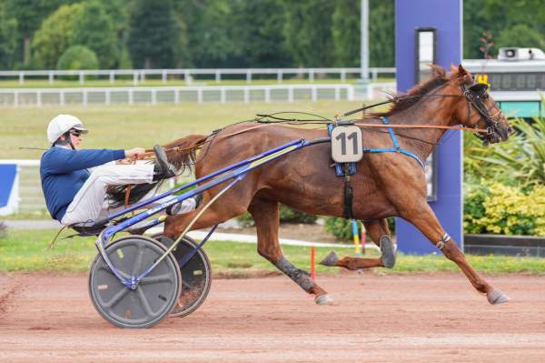 Photo de JEREZ cheval de TROT ATTELE