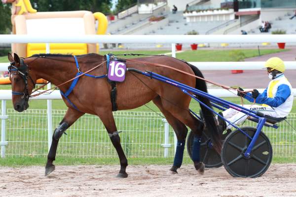 Photo de DISTILLATO cheval de TROT ATTELE