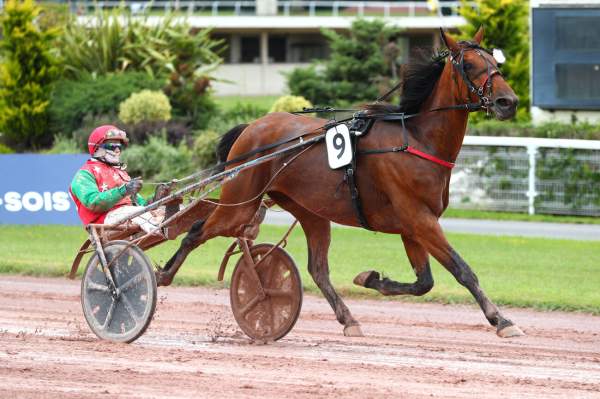 Photo de L'AS DE SMARVES cheval de TROT MONTE