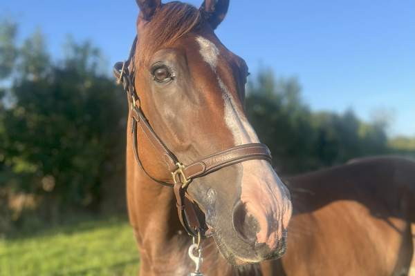 La photo de Hamyot De Bomo 