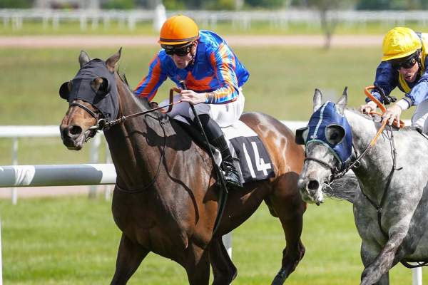 Photo de THECLIMB cheval de PLAT