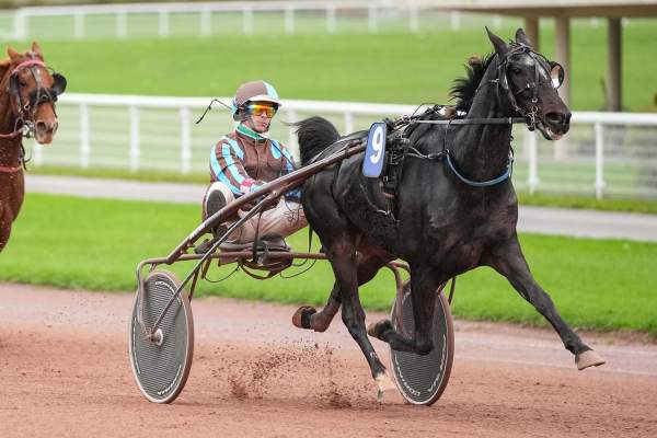 Photo de INHERIT cheval de TROT ATTELE