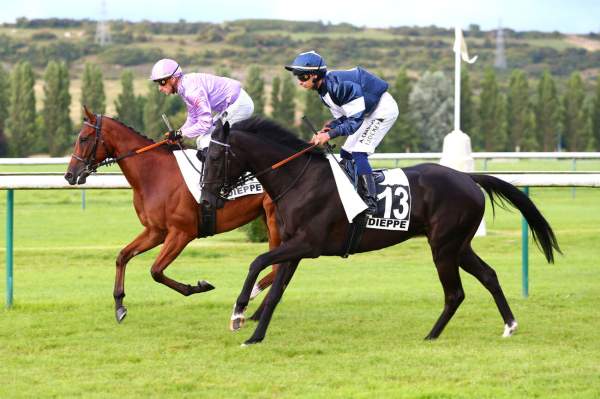 Photo de SAMWEST cheval de PLAT
