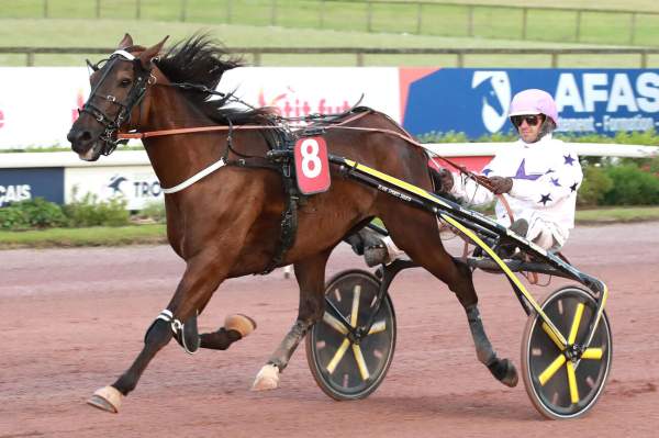 Photo de LATINO WIND cheval de TROT ATTELE