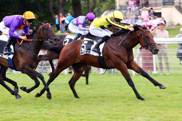 Photo de GO KEN GO cheval de PLAT