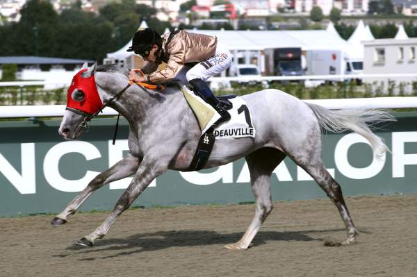 Photo de J'AURAIS DU cheval de PLAT