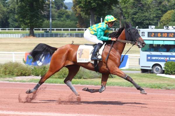 Photo de MAHIZ DE GUEZ cheval de TROT MONTE
