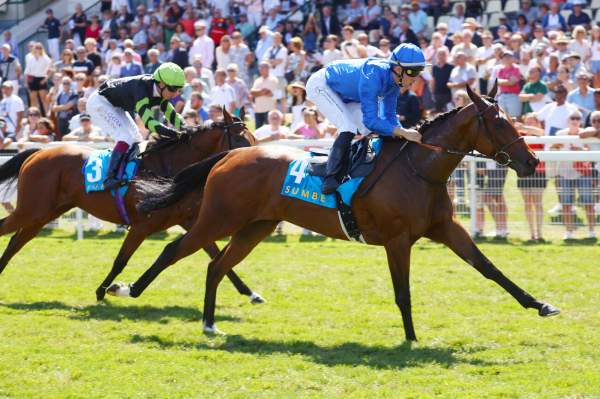 Photo de MY HIGHNESS cheval de PLAT