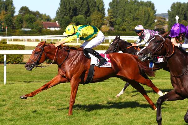 Photo de SORBETTO cheval de PLAT