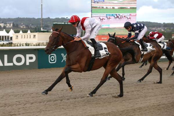 Photo de BEETLEJUICE cheval de PLAT