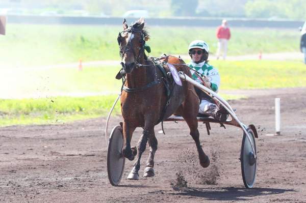 Photo de GAETANE DU VIVIER cheval de TROT ATTELE