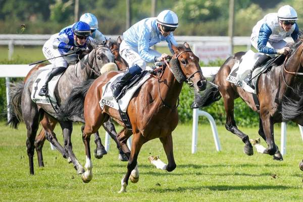 Photo de SUN RISE cheval de PLAT