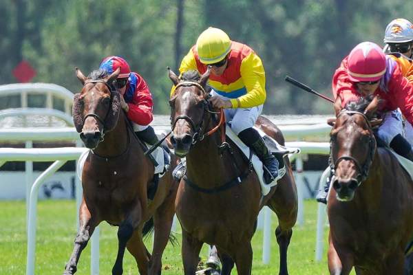 Photo de YOGUI cheval de PLAT