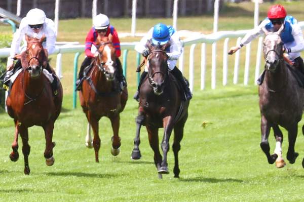 Photo de HERMETIC cheval de PLAT