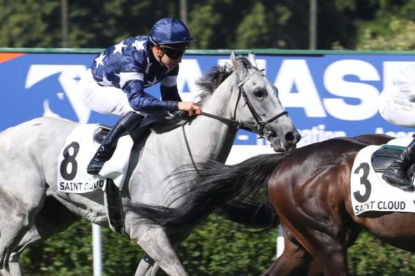 Photo de DORIANELLO cheval de PLAT