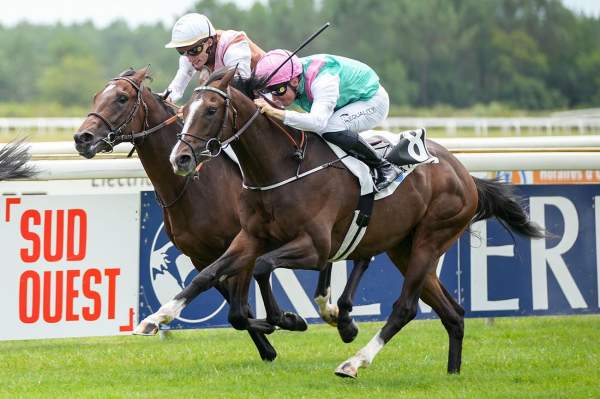 Photo de NORTH ICE cheval de PLAT