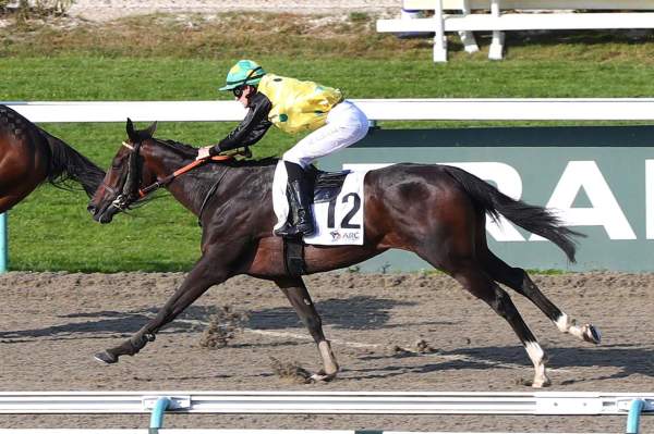 Photo de COME TI AMO cheval de PLAT