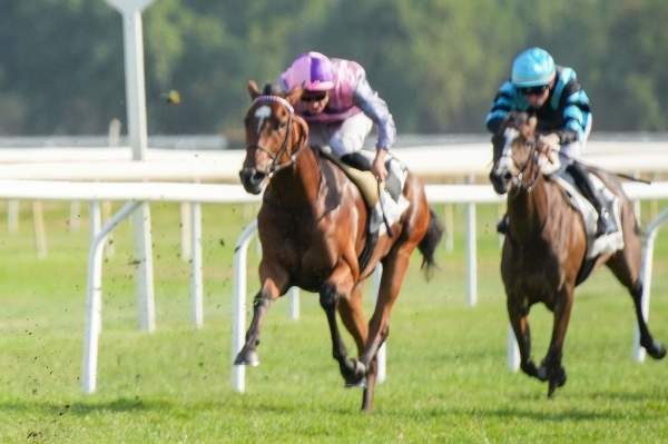Photo de HABIBA cheval de PLAT